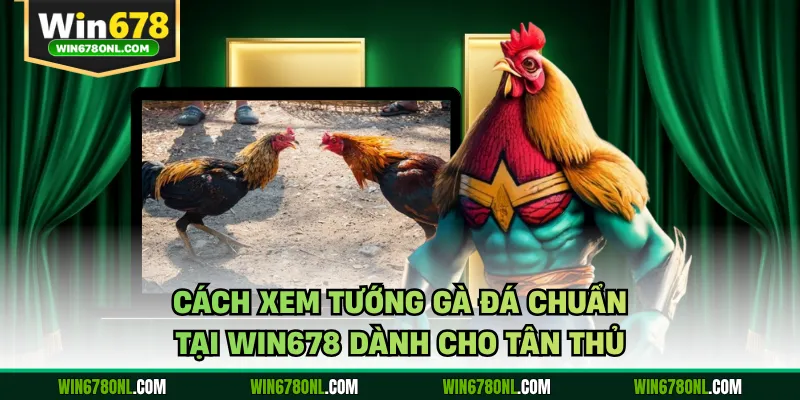 Cách Xem Tướng Gà Đá Chuẩn Tại WIN678 Dành Cho Tân Thủ 1 Cách Xem Tướng Gà Đá Chuẩn Tại WIN678 Dành Cho Tân Thủ